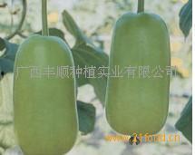 温州今日瓠瓜价格行情,瓠瓜飘香，价格稳中有升