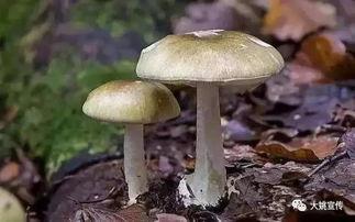 蘑菇视频黑料吃瓜大全,吃瓜大全深度解析