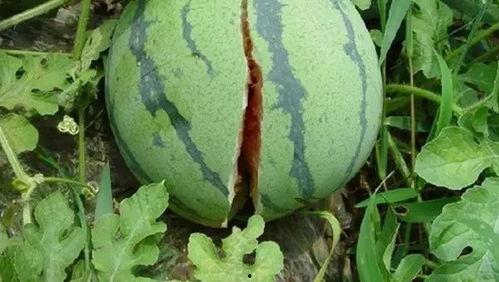 小瓜生长过程热门视频,从播种到收获的精彩瞬间