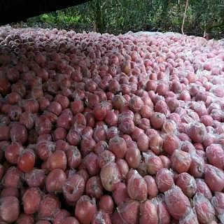 山东吊瓜今日行情如何了