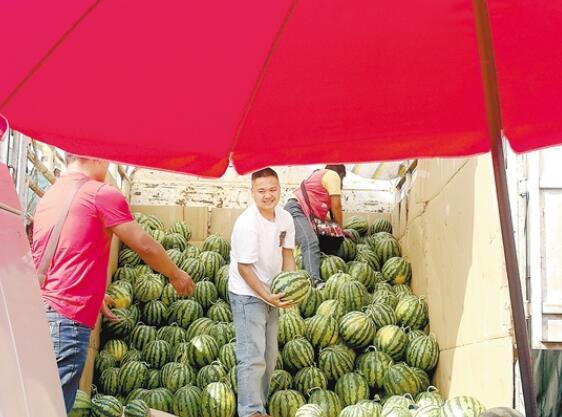 昆明小瓜最新今日行情价格,价格波动，市场动态一览