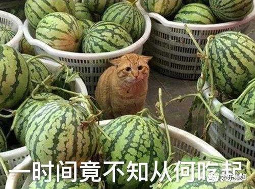 吃瓜黑爆网,网络舆论场中的风云变幻