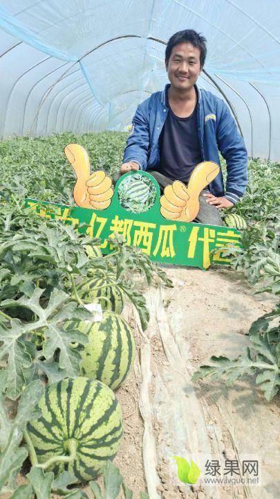 夏邑今日次瓜价格行情,波动中寻求平衡