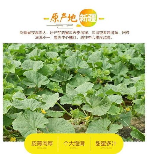 海南哈密瓜批发今日价格,海南哈密瓜批发价格今日行情一览