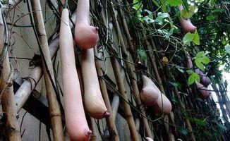 乳瓜今日报价最新,市场行情波动，价格走势分析”