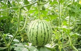 叶柯之后热门的瓜