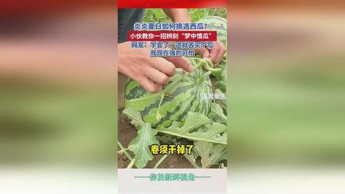 热门网络瓜鉴定,热门“瓜”背后的真相与争议