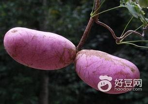 八月瓜创作灵感热门话题,探寻自然与人文交融的灵感之源