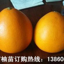 佛手瓜热门文案,天然美味，健康生活新选择