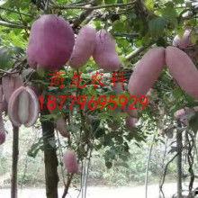 八月瓜搞笑热门,笑料百出，欢乐无限！