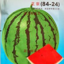 麒麟瓜热门话题,揭秘网络热议背后的美食传奇