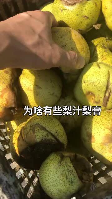 茭瓜的心是黑的可以吃吗,探究其安全性及食用价值