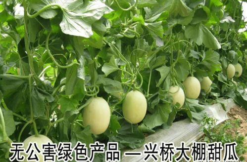 射阳热门的瓜,揭秘当地热门“瓜”背后的故事与真相