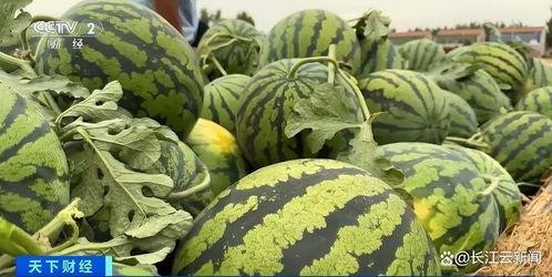 射阳热门的瓜,揭秘当地热门“瓜”背后的故事与真相
