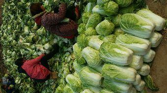 汝州吊瓜价格最新行情今日,今日行情一览