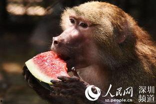 动物吃黑瓜,动物们的神秘美食之旅