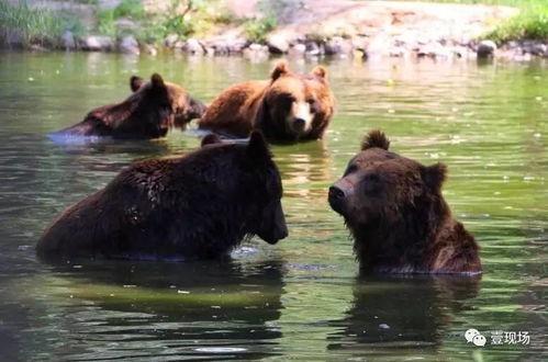 动物吃黑瓜,动物们的神秘美食之旅