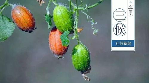 王瓜生今日立夏照片,王瓜生捕捉夏日生机瞬间