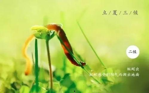 王瓜生今日立夏照片,王瓜生捕捉夏日生机瞬间