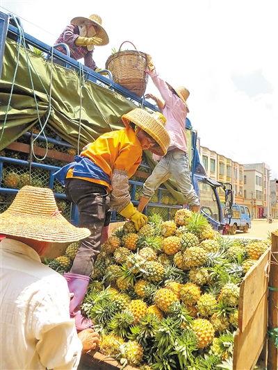 徐闻水瓜今日价格表,市场行情实时更新