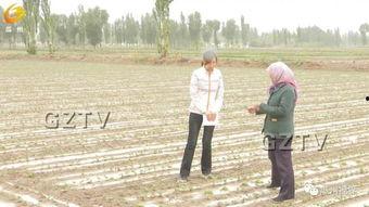 甘肃瓜州今日气象台,晴朗干燥，气温适宜