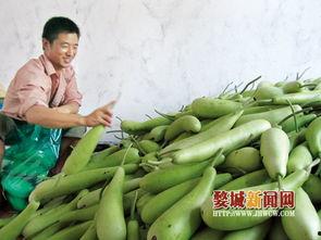 今日扶绥蒲瓜价格表,今日市场行情一览”