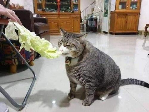 胖猫谭竹吃瓜黑料不打烊