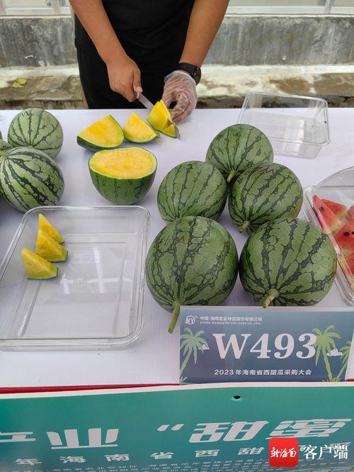 2023热门瓜,揭秘年度“瓜王”