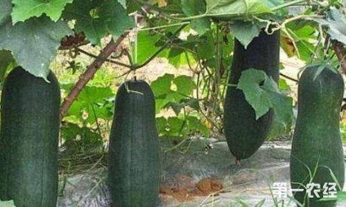 黑农经吃瓜,揭秘吃瓜背后的经济奥秘