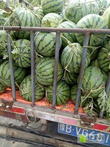 今日美都瓜价格最新行情,最新行情一览