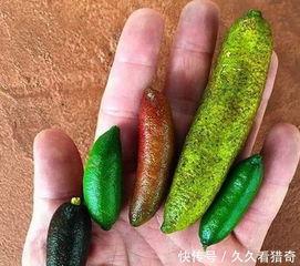 怀孕可以吃黑茄瓜不,黑茄瓜的营养益处与食用建议