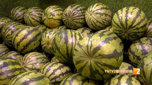 麒麟瓜价格今日市场价,价格波动背后的原因与趋势