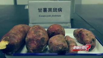 黑麻瓜可以吃吗有毒吗,可食用性及毒性探讨