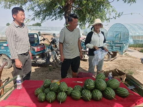 山东菏泽小吊瓜今日价格,价格行情一览”