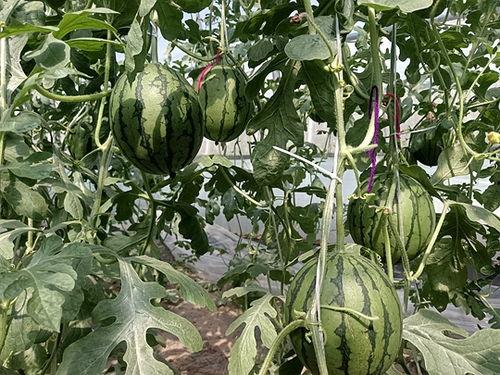 山东菏泽小吊瓜今日价格,价格行情一览”