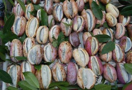 今日热点八月瓜,揭秘神秘果实背后的故事与价值