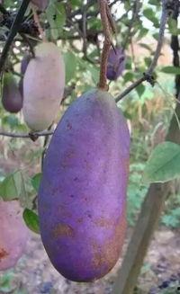 今日热点八月瓜,揭秘神秘果实背后的故事与价值