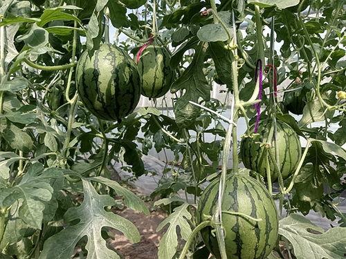 西华小吊瓜今日价位表,品质与市场的完美融合