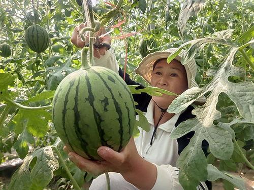 西华小吊瓜今日价位表,品质与市场的完美融合