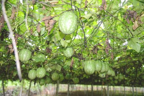 西华小吊瓜今日价位表,品质与市场的完美融合