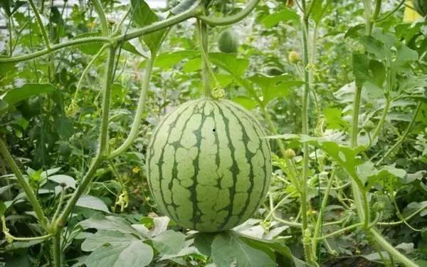 最新重庆吃瓜热门事件,最新热门事件盘点