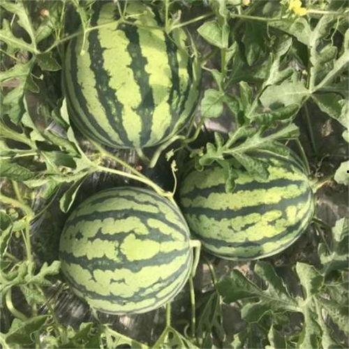 麒麟瓜带黑籽吗怎么吃,解锁美味新方式