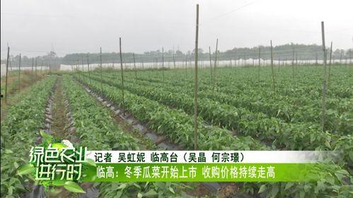 今日的瓜菜价格表