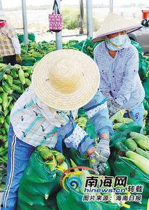 今日的瓜菜价格表