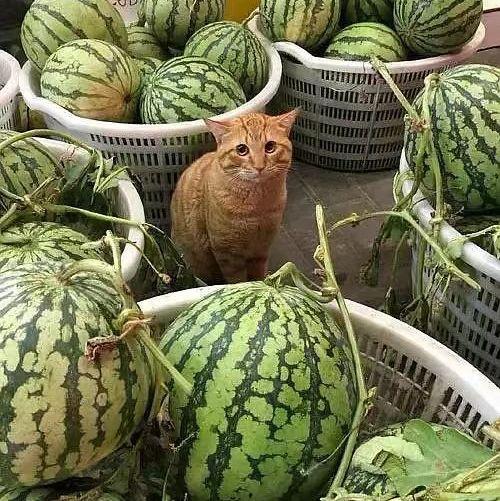 黑料此吃瓜保熟下载,网络热议背后的真相与争议