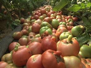 今日新鲜事瓜视频