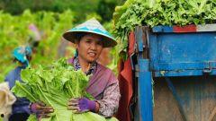 今日新鲜事瓜视频