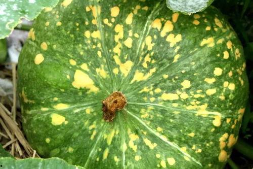 今日新鲜事瓜视频