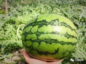 元谋今日三叶瓜价格,今日行情一览