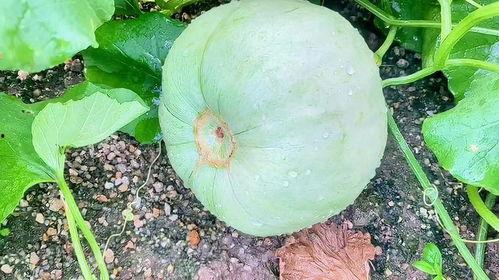 元谋今日三叶瓜价格,今日行情一览